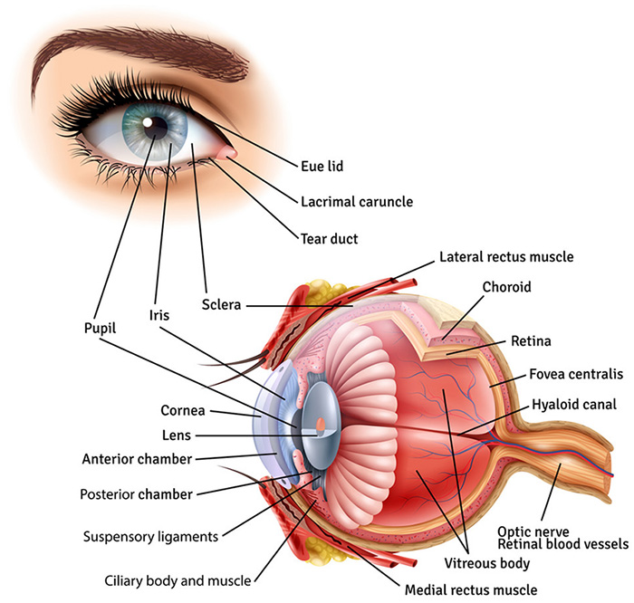 Anatomy of the Eye - Retina-Vitreous Surgeons of CNY